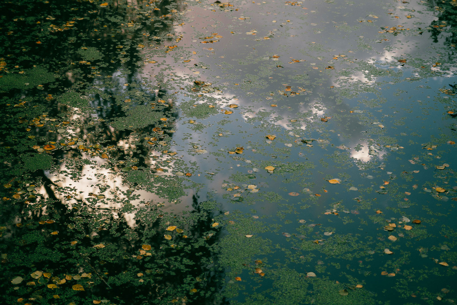 Holme Fen leaves on water in autumn