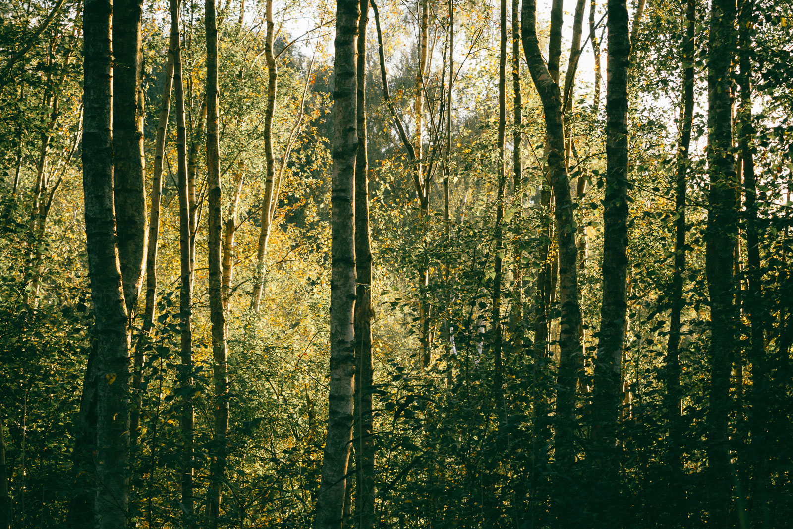 Holme Fen birches, forest, trees