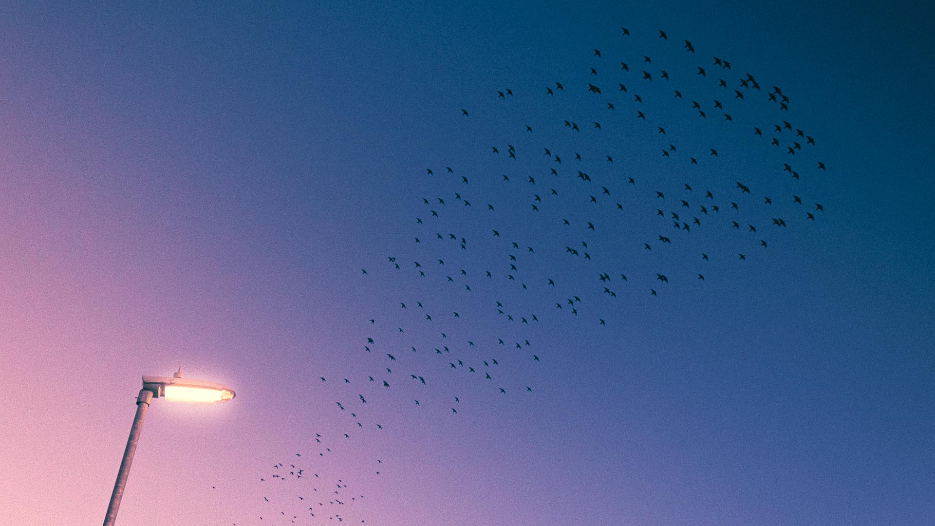 Sunset Starlings
